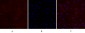 CD44 Polyclonal Antibody
